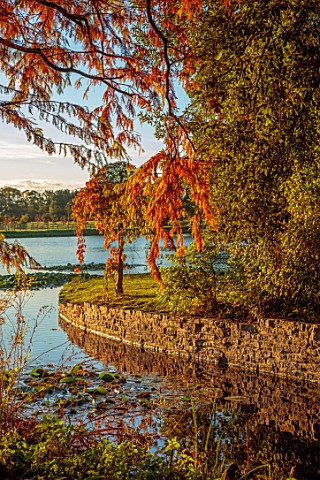 SPETCHLEY_PARK_GARDENS_WORCESTERSHIRE_LAKE_AUTUMN_SUNSET_FALL_FOLIAGE_LEAVES_OCTOBER_TAXODIUM_DISTIC