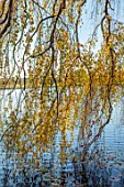 SPETCHLEY PARK GARDENS, WORCESTERSHIRE: LAKE, AUTUMN, FALL, FOLIAGE, LEAVES, OCTOBER, WATER, POND, POOL, WEEPING BRACNCHES OF WEEPING SILVER BIRCH, BETULA PENDULA, SILVER BIRCH