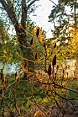 SPETCHLEY PARK GARDENS, WORCESTERSHIRE: FRUITING HEADS OF RHUS TYPHINA BY LAKE, SUMACH, SHRUBS, DECIDUOUS, AUTUMN, OCTOBER, FALL