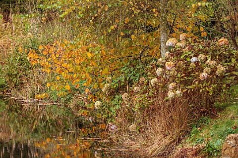 THENFORD_GARDENS__ARBORETUM_NORTHAMPTONSHIRE_AUTUMN_OCTOBER_WATER_POOL_POND_FALL_FOLIAGE_LAKE_WITCH_