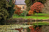 THENFORD GARDENS & ARBORETUM, NORTHAMPTONSHIRE: AUTUMN, OCTOBER, RED, ORANGE FRUITS, BERRIES OF SORBUS SARGENTIANA, ROWAN, TREES, WATER, POND, POOL, LAKE, REFLECTIONS, REFLECTED