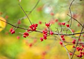 THENFORD GARDENS & ARBORETUM, NORTHAMPTONSHIRE: AUTUMN, OCTOBER, PINK, ORANGE, RED, FRUITS OF EUONYMUS EUROPAEUS RED CASCADE, SPINDLE WINGED, TREE, BERRY, SEEDS