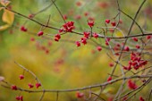 THENFORD GARDENS & ARBORETUM, NORTHAMPTONSHIRE: AUTUMN, OCTOBER, PINK, ORANGE, RED, FRUITS OF EUONYMUS EUROPAEUS RED CASCADE, SPINDLE WINGED, TREE, BERRY, SEEDS