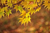 THENFORD GARDENS & ARBORETUM, NORTHAMPTONSHIRE: AUTUMN, OCTOBER, FALL, YELLOW, GOLDEN, LEAVES, FOLIAGE OF ACER PALMATUM RUFESCENS, MAPLES