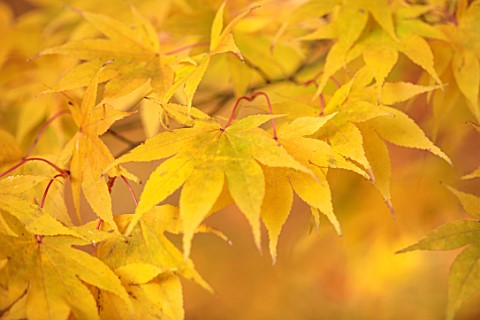 THENFORD_GARDENS__ARBORETUM_NORTHAMPTONSHIRE_AUTUMN_OCTOBER_FALL_YELLOW_GOLDEN_LEAVES_FOLIAGE_OF_ACE