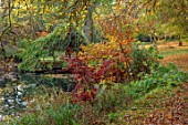 THENFORD GARDENS & ARBORETUM, NORTHAMPTONSHIRE: AUTUMN, OCTOBER, THE WATER GARDEN, ACER PALMATUM BLACK LACE, NYSSA SINENSIS NYMANS, REFLECTIONS, REFLECTED