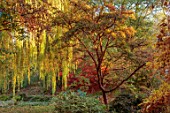 THENFORD GARDENS & ARBORETUM, NORTHAMPTONSHIRE: AUTUMN, OCTOBER, FALL, FOLIAGE, BARK, TRUNK OF ACER GRISEUM, WEEPING WILLOW, SALIX X CHRYSOCHOMA, TREES