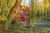 THENFORD GARDENS & ARBORETUM, NORTHAMPTONSHIRE: AUTUMN, OCTOBER, WEEPING WILLOW TREE, SALIX CHRYSOCOMA, MAPLES, ACER PALMATUM NICHOLSONII, POOL, WATER, POND
