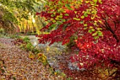 THENFORD GARDENS & ARBORETUM, NORTHAMPTONSHIRE: AUTUMN, OCTOBER, WEEPING WILLOW TREE, SALIX CHRYSOCOMA, MAPLES, ACERS, POOL, WATER, POND, PATH, LEAVES