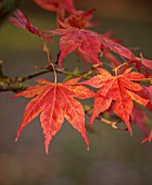THENFORD GARDENS & ARBORETUM, NORTHAMPTONSHIRE: AUTUMN, OCTOBER, RED LEAVES OF ACER PALMATUM, FALL, FOLIAGE