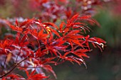 THENFORD GARDENS & ARBORETUM, NORTHAMPTONSHIRE: AUTUMN, OCTOBER, RED LEAVES OF ACER PALMATUM BLACK LACE, FALL, FOLIAGE