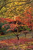 THENFORD GARDENS & ARBORETUM, NORTHAMPTONSHIRE: AUTUMN, OCTOBER, FALL, RED, ORANGE, YELLOW LEAVES, FOLIAGE OF MAPLES, ACERS