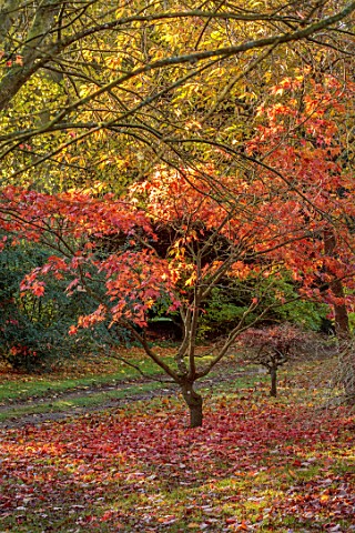 THENFORD_GARDENS__ARBORETUM_NORTHAMPTONSHIRE_AUTUMN_OCTOBER_FALL_RED_ORANGE_YELLOW_LEAVES_FOLIAGE_OF