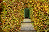THENFORD GARDENS & ARBORETUM, NORTHAMPTONSHIRE: AUTUMN, OCTOBER, BEECH HEDGES, HEDGING, PATHS