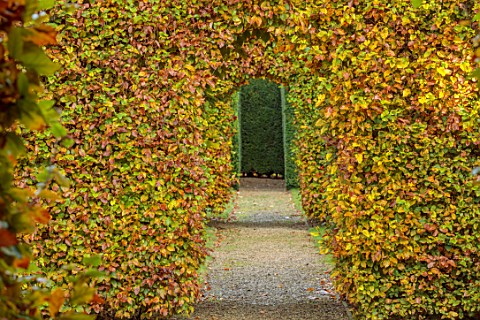 THENFORD_GARDENS__ARBORETUM_NORTHAMPTONSHIRE_AUTUMN_OCTOBER_BEECH_HEDGES_HEDGING_PATHS