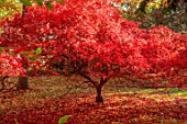 THENFORD GARDENS & ARBORETUM, NORTHAMPTONSHIRE: AUTUMN, OCTOBER, RED, LEAVES, FOLIAGE OF MAPLES IN THE WOODLAND, ACERS