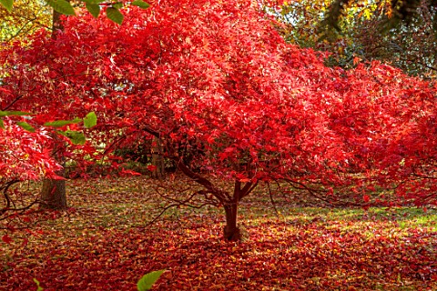 THENFORD_GARDENS__ARBORETUM_NORTHAMPTONSHIRE_AUTUMN_OCTOBER_RED_LEAVES_FOLIAGE_OF_MAPLES_IN_THE_WOOD