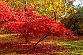THENFORD GARDENS & ARBORETUM, NORTHAMPTONSHIRE: AUTUMN, OCTOBER, RED, LEAVES, FOLIAGE OF MAPLES IN THE WOODLAND, ACERS