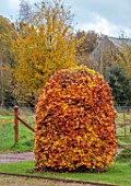 SILVER STREET FARM, DEVON: FRONT DRIVE, CLIPPED TOPIARY BEEHIVE, SHAPED, BEECH, HEDGES, HEDGING, FALL, AUTUMN, FAGUS SYLVATICA, BROWN, GOLDEN, YELLOW