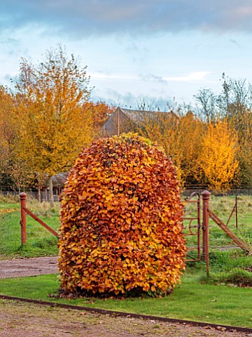 SILVER_STREET_FARM_DEVON_FRONT_DRIVE_CLIPPED_TOPIARY_BEEHIVE_SHAPED_BEECH_HEDGES_HEDGING_FALL_AUTUMN