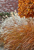THE OLD RECTORY, QUINTON, NORTHAMPTONSHIRE: DESIGNER ANOUSHKA FEILER: AUTUMN, FALL, MISCANTHUS SINENSIS KLEINE FONTAINE, GRASSES, CLIPPED TOPIARY HORNBEAM