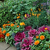 POTAGER BORDER WITH CALENDULA ORANGE KING  ESCHSCHOLZIA  & ORN.CABBAGE. COUNTRY LIVING GDN  CHELSEA 95. DES: R.GOLBY