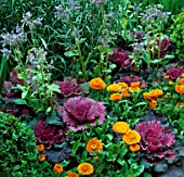 POTAGER BORDER WITH CALENDULA ORANGE KING & ORN. CABBAGE CHRISTMAS MIX. COUNTRY LIVING GDN CHELSEA 95. DES:R.GOLBY