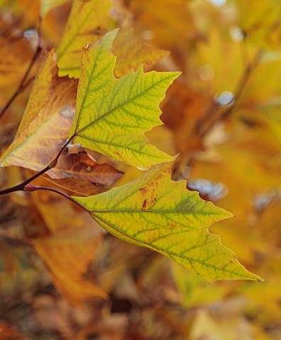 THE_OLD_RECTORY_QUINTON_NORTHAMPTONSHIRE_AUTUMN_FALL_GREEN_GOLD_LEAVES_FOLIAGE_OF_PLANE_TREE_PLATANU