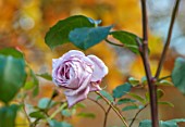 THE OLD RECTORY, QUINTON, NORTHAMPTONSHIRE: AUTUMN, FALL, PINK FLOWERS OF ROSE, ROSA TWICE IN A BLUE MOON, PETER BEALES, HYBRID TEA, PALE LILAC, BUSH ROSE