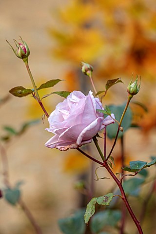 THE_OLD_RECTORY_QUINTON_NORTHAMPTONSHIRE_AUTUMN_FALL_PINK_FLOWERS_OF_ROSE_ROSA_TWICE_IN_A_BLUE_MOON_
