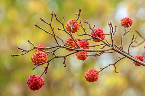 THE_OLD_RECTORY_QUINTON_NORTHAMPTONSHIRE_AUTUMN_FALL_RED_BERRIES_FRUITS_OF_CORNUS_KOUSA_CHIINENSIS_C