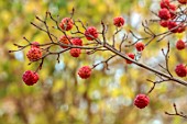 THE OLD RECTORY, QUINTON, NORTHAMPTONSHIRE: AUTUMN, FALL, RED BERRIES, FRUITS OF CORNUS KOUSA CHIINENSIS, CHINESE DOGWOOD