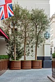 THE BEAUMONT HOTEL, LONDON, PLANTING DESIGN BY ALASDAIR CAMERON: NOVEMBER, TREES IN CONTAINERS