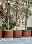 THE BEAUMONT HOTEL, LONDON, PLANTING DESIGN BY ALASDAIR CAMERON: NOVEMBER, TREES IN CONTAINERS