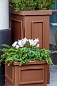 THE BEAUMONT HOTEL, LONDON, PLANTING DESIGN BY ALASDAIR CAMERON: NOVEMBER, CONTAINER WITH FERNS AND CYCLAMEN