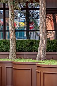 THE BEAUMONT HOTEL, LONDON, PLANTING DESIGN BY ALASDAIR CAMERON: NOVEMBER, TREES, BARK, CONTAINERS