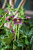 THE BEAUMONT HOTEL, LONDON, PLANTING DESIGN BY ALASDAIR CAMERON: NOVEMBER, HELLEBORE IN CONTAINER