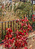 SMALL ROOF GARDEN, LONDON, DESIGNED BY ALASDAIR CAMERON: NOVEMBER, TERRACE, METAL FENCE, FENCING, BOSTON IVY, PENNISETUM IN CONTAINERS