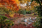 MORTON HALL, WORCESTERSHIRE: AUTUMN, FALL, ACER PALMATUM SEIRYU, MAPLES, JAPANESE, TREES, SHRUBS, STEPPING STONES, POOL, POND, WATER, UPPER POND, STROLL GARDEN