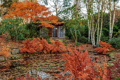 MORTON_HALL_WORCESTERSHIRE_AUTUMN_STROLL_GARDEN_LOWER_POND_POOL_WATER_REFLECTIONS_ACER_PALMATUM_SEIR