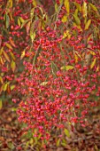 BODENHAM ARBORETUM, WORCESTERSHIRE: AUTUMN. OCTOBER, FALL. EUONYMUS EUROPEUS. SHRUB, PINK, RED, LEAVES, BERRIES, BERRY, SHRUBS, FRUITS, SPINDLE, SEED, POD