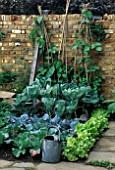 PAVING AROUND BED OF LETTUCE & CABBAGES RUNNER BEANS IN B/G THE IMPERIAL WAR MUSEUMS GARDEN.CHELSEA95.DES:SIR T.CONRAN