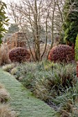 THE OLD RECTORY, QUINTON, NORTHAMPTONSHIRE: DESIGNER ANOUSHKA FEILER:FROST, BORDER, LAWN, PATH, WALL, FAGUS SYLVATICA, LIBERTIA CHILENSIS, SESLERIA AUTUMNALIS, CLIPPED, TOPIARY