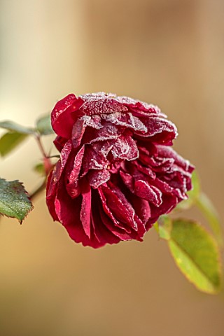 THE_OLD_RECTORY_QUINTON_NORTHAMPTONSHIRE_DESIGNER_ANOUSHKA_FEILER_FROST_WINTER_RED_FLOWERS_OF_ROSE_R