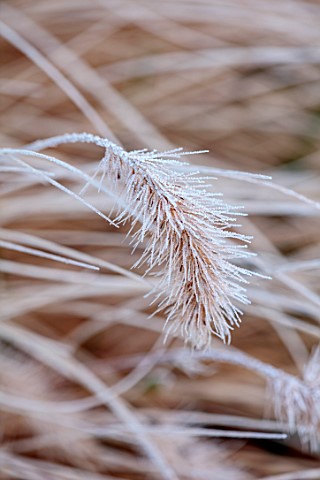 THE_OLD_RECTORY_QUINTON_NORTHAMPTONSHIRE_DESIGNER_ANOUSHKA_FEILER_GRASSES_FROST_WINTER_JANUARY_PENNI