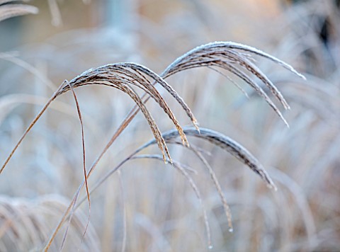 THE_OLD_RECTORY_QUINTON_NORTHAMPTONSHIRE_DESIGNER_ANOUSHKA_FEILER_GRASSES_FROST_WINTER_JANUARY_PENNI