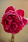THE OLD RECTORY, QUINTON, NORTHAMPTONSHIRE: DESIGNER ANOUSHKA FEILER: FROST, WINTER, JANUARY, RED FLOWERS OF ROSE, ROSA DARCEY BUSSELL