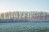 THE HYDE, HEREFORDSHIRE: WINTER, FROST, JANUARY, FIELD, ROW OF TREES WITH MISTLETOE, MIST, MISTY