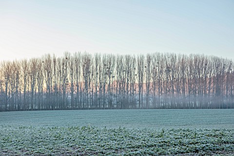 THE_HYDE_HEREFORDSHIRE_WINTER_FROST_JANUARY_FIELD_ROW_OF_TREES_WITH_MISTLETOE_MIST_MISTY