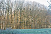 THE HYDE, HEREFORDSHIRE: WINTER, FROST, JANUARY, FIELD, ROW OF TREES WITH MISTLETOE, MIST, MISTY